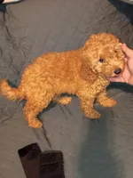 Dana , a female Poodle - Toy  and Poodle - Miniature  for sale in Bronx, NY – 4 of 7