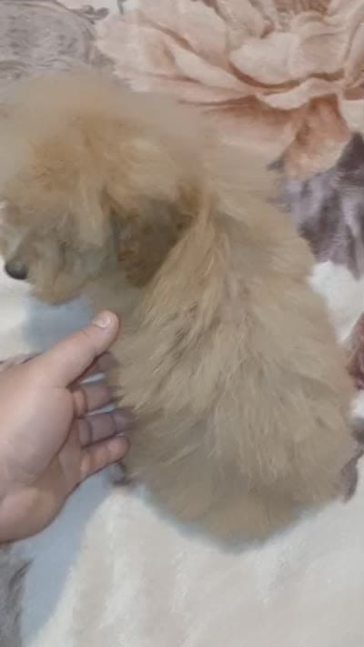 Lucas y melody , a male Poodle - Toy  for sale in Bronx, NY – 8 of 8