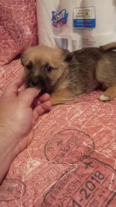 Lucas y melody , a male Pomeranian for sale in Bronx, NY – 4 of 8