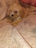 Caramelo y Dolly , a male Maltese and Poodle - Toy  for sale in Bronx, NY – 8 of 10