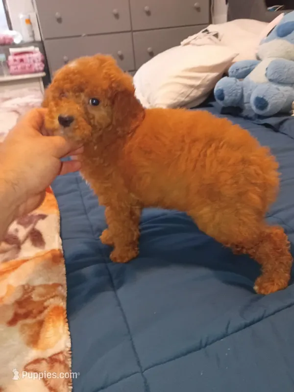 Mateo y balu  – Poodle - Toy  puppy for sale in Bronx, NY