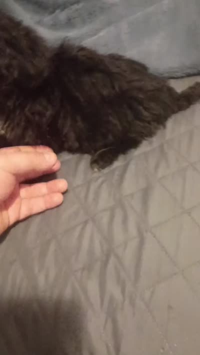 Toby , a male Morkie for sale in Bronx, NY – 10 of 10