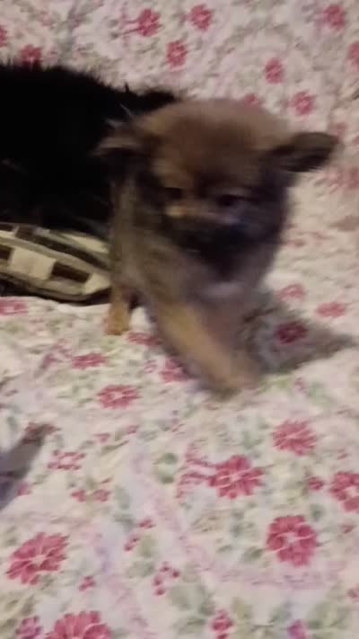 Camilo , a male Pomeranian for sale in Bronx, NY – 9 of 9