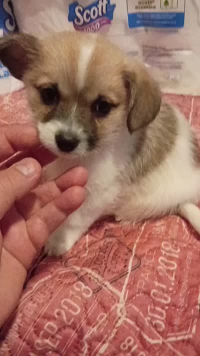 Lucas y melody , a male Pomeranian for sale in Bronx, NY – 2 of 8