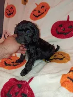 Toby , a male Poodle - Toy  and Poodle - Miniature  for sale in Bronx, NY – 2 of 4