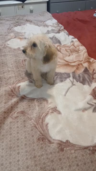 Caramelo , a male Poodle - Toy  and Poodle - Miniature  for sale in Bronx, NY – 6 of 6