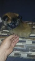 Garu , a male Pomeranian for sale in Bronx, NY – 3 of 8