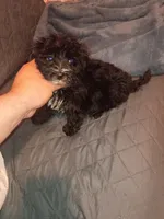 Toby , a male Morkie for sale in Bronx, NY – 3 of 10