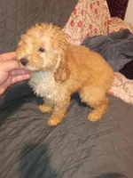Balentina , a female Poodle - Toy  and Poodle - Miniature  for sale in Bronx, NY – 8 of 10