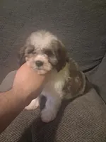 Balentina y Sofía , a female Shih Tzu for sale in Bronx, NY – 4 of 10