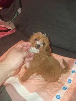 Kiara , a female Poodle - Toy  for sale in Bronx, NY – 9 of 10