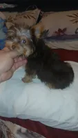 Pulgarcito , a male Yorkshire Terrier for sale in Bronx, NY – 5 of 8