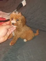 Kiara , a female Poodle - Toy  for sale in Bronx, NY – 3 of 10