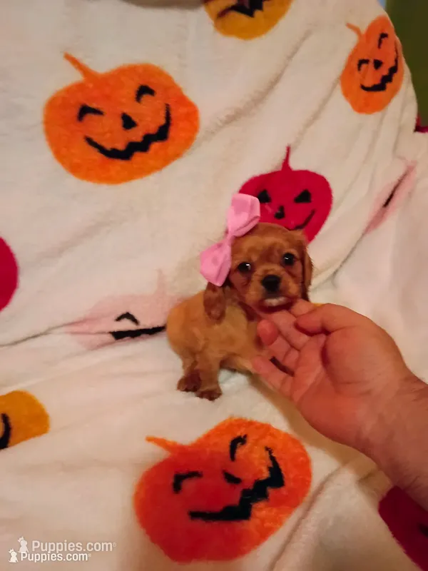Caramelo y Valentina  – Cavalier King Charles Spaniel puppy for sale in Bronx, NY