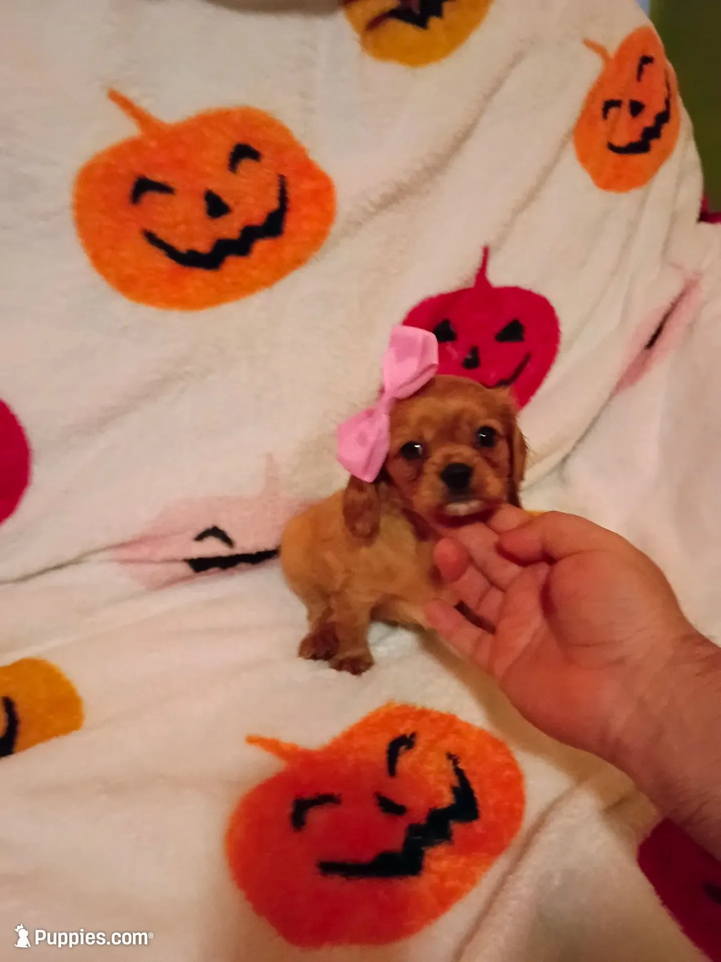 Caramelo y Valentina , a female Cavalier King Charles Spaniel for sale in Bronx, NY – 1 of 9