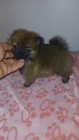 Balentina , a female Pomeranian for sale in Bronx, NY – 2 of 10