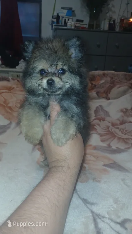 Pulgarcito – Pomeranian puppy for sale in Bronx, NY