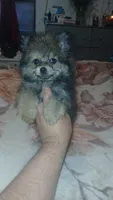 Pulgarcito, a male Pomeranian for sale in Bronx, NY – 1 of 7