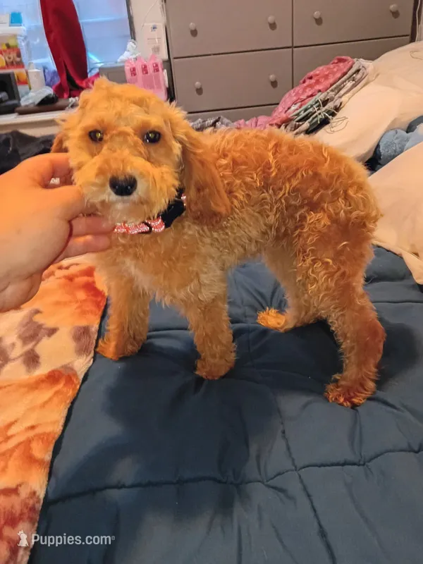 Balentina  – Poodle - Toy  puppy for sale in Bronx, NY