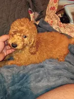 Punky , a male Poodle - Toy  and Poodle - Miniature  for sale in Bronx, NY – 3 of 5