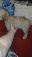 Caramelo , a male Poodle - Toy  and Poodle - Miniature  for sale in Bronx, NY – 2 of 6