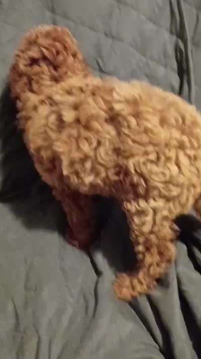 Caramelo , a male Poodle - Toy  for sale in Bronx, NY – 8 of 9