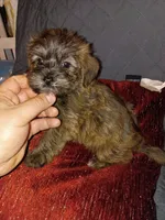 Toby , a male Shih Tzu and Yorkshire Terrier for sale in Bronx, NY – 5 of 6