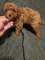Caramelo , a male Poodle - Toy  for sale in Bronx, NY – 4 of 9