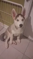 Togo , a male Siberian Husky and Alaskan Husky for sale in Bronx, NY – 2 of 5