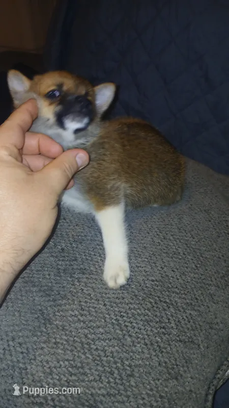 Stitch – Chihuahua, Pomeranian puppy for sale in Bronx, NY
