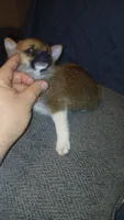 Stitch, a male Chihuahua and Pomeranian for sale in Bronx, NY – 1 of 6