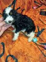 Toby , a male Poodle - Miniature  for sale in Bronx, NY – 3 of 4