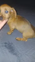 Valentina y caramelo , a female Dachshund and Miniature Dachshund for sale in Bronx, NY – 5 of 10