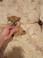 Candy y Valentina, a female Pomeranian for sale in Bronx, NY – 2 of 10