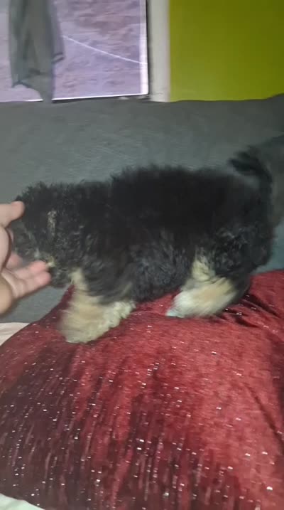 Dana , a female Poodle - Toy  for sale in Bronx, NY – 6 of 7