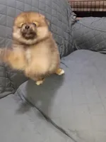 Osito , a male Pomeranian for sale in Bronx, NY – Photo 3 of 7