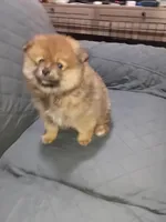 Osito , a male Pomeranian for sale in Bronx, NY – Photo 2 of 7