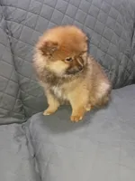 Osito , a male Pomeranian for sale in Bronx, NY – Photo 1 of 7