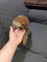 Osito , a male Pomeranian for sale in Bronx, NY – Photo 4 of 7