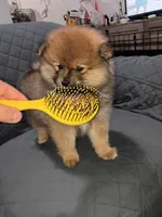 Osito , a male Pomeranian for sale in Bronx, NY – Photo 7 of 7