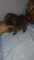 Balentina , a female Pomeranian for sale in Bronx, NY – 8 of 10