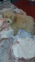 Lucas y melody , a male Poodle - Toy  for sale in Bronx, NY – 7 of 8