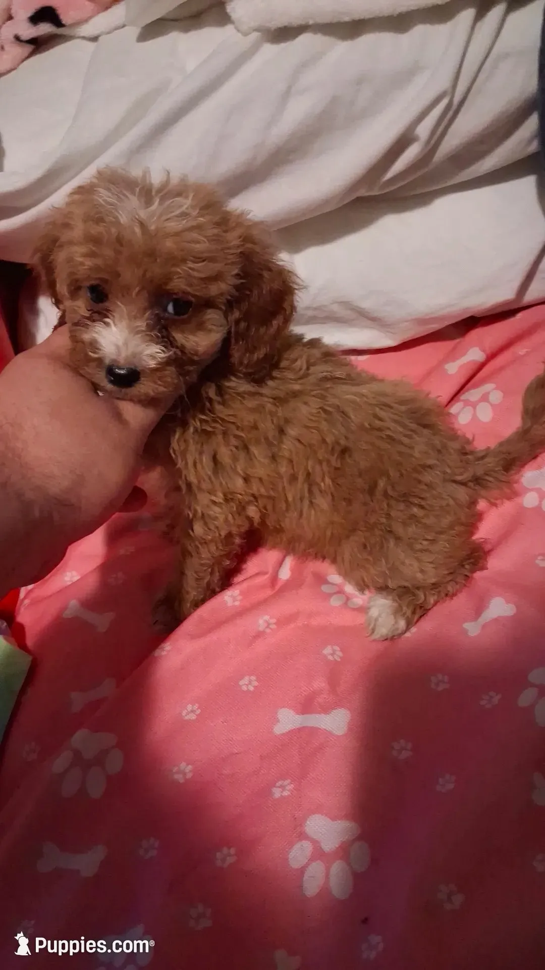 Kiara , a female Poodle - Toy  for sale in Bronx, NY – 1 of 10