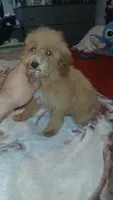 Lucas y melody , a male Poodle - Toy  for sale in Bronx, NY – 6 of 8