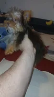 Pulgarcito , a male Yorkshire Terrier for sale in Bronx, NY – 3 of 8