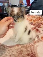 Danna , a female Pomeranian for sale in Bronx, NY – 4 of 9