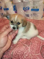 Lucas y melody , a male Pomeranian for sale in Bronx, NY – 7 of 8
