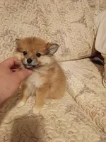 Candy y Valentina, a female Pomeranian for sale in Bronx, NY – 4 of 10