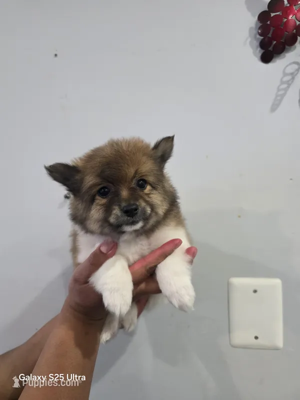 Stitch – Pomeranian puppy for sale in Bronx, NY