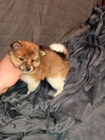 Stitch, a male Pomeranian for sale in Bronx, NY – Photo 6 of 10